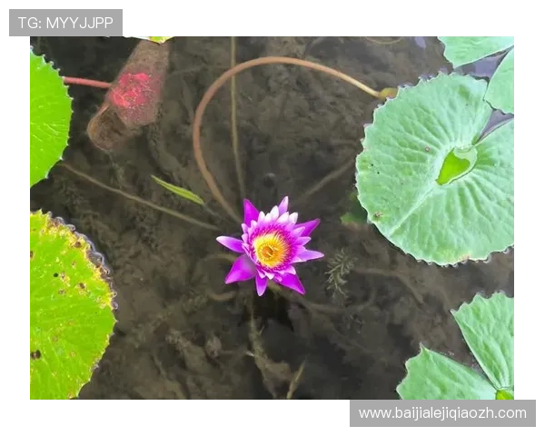 新加坡云顶高原的自然景观与人文景点：融合自然与文化的完美体验